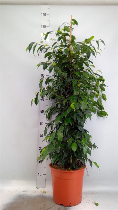 <h4>Ficus benja. 'Danielle'</h4>