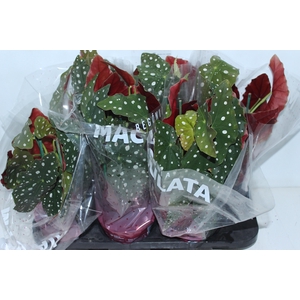 BEGONIA MACULATA P15 PO