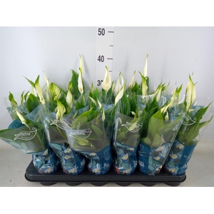 Spathiphyllum  'Chopin'