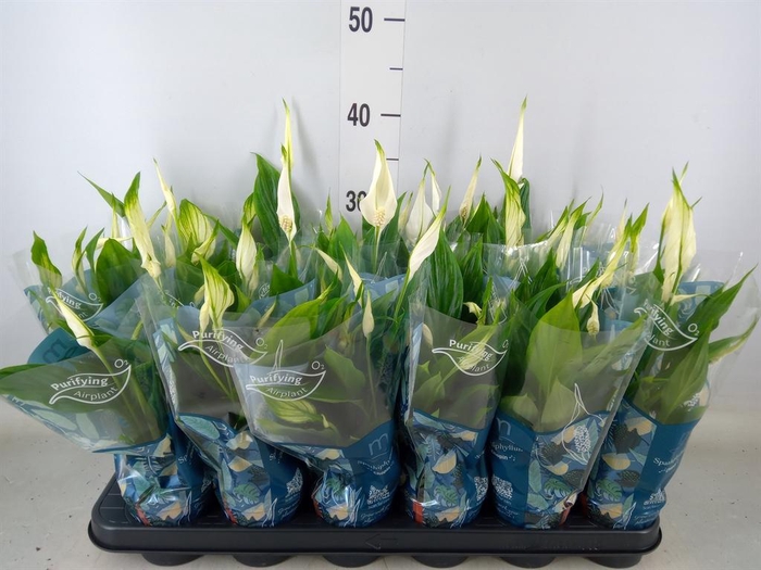 <h4>Spathiphyllum  'Chopin'</h4>