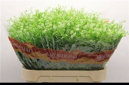 <h4>Lepidium Ru Green Bell</h4>