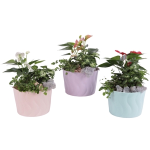 Yearround Arr. Indoor Ceramic Soft Elegance SE662 Ø17cm 3PP