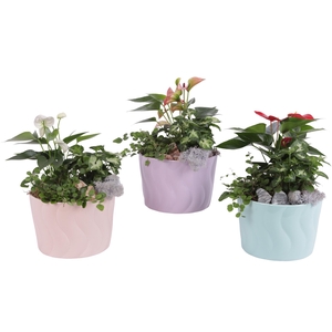 Yearround Arr. Indoor Ceramic Soft Elegance SE662 Ø17cm 3PP