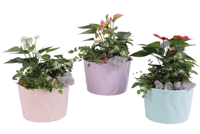 <h4>Yearround Arr. Indoor Ceramic Soft Elegance SE662 Ø17cm 3PP</h4>