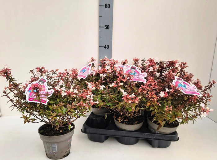 <h4>ABEL GRANDIFLORA</h4>
