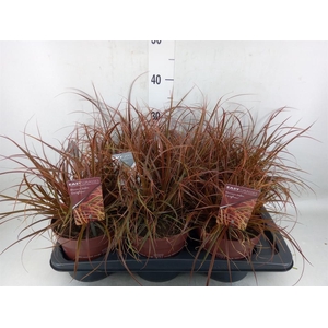 Uncinia rubra 'Everflame'
