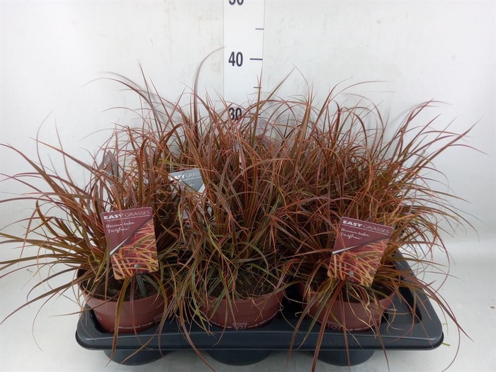 <h4>Uncinia rubra 'Everflame'</h4>