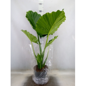 Alocasia gageana