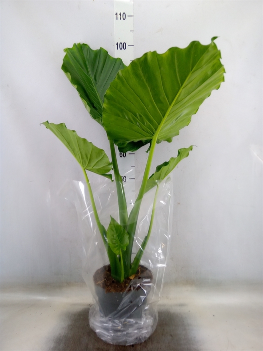 <h4>Alocasia gageana</h4>