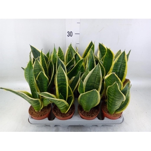 Sansevieria trifa. 'Futura Superba'