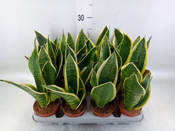<h4>Sansevieria trifa. 'Futura Superba'</h4>