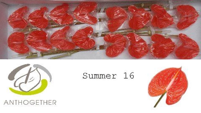 <h4>Anthurium andr. 'Avo Summer'</h4>