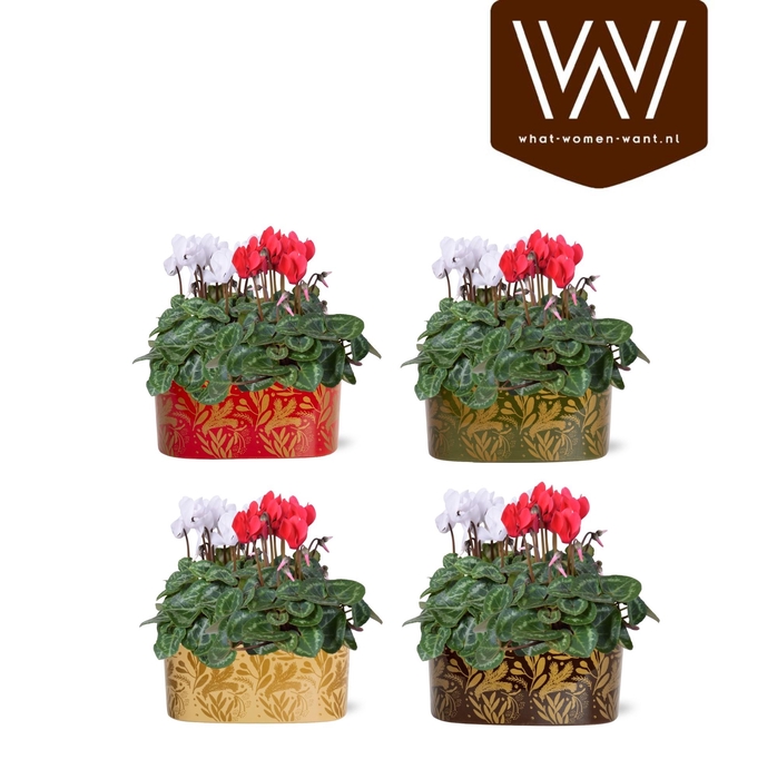 <h4>Collectie "Tasty Bubble" Cyclaam rood wit in Jenn ovaal Keramiek</h4>