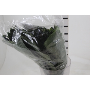 FOLHAGEM ASPIDISTRA ELATIOR 060 CM