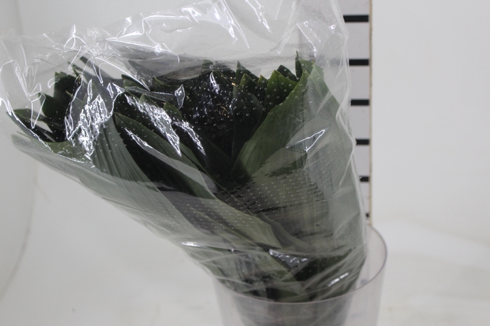 <h4>FOLHAGEM ASPIDISTRA ELATIOR 060 CM</h4>