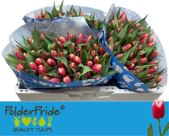 <h4>TU FR CANASTA</h4>