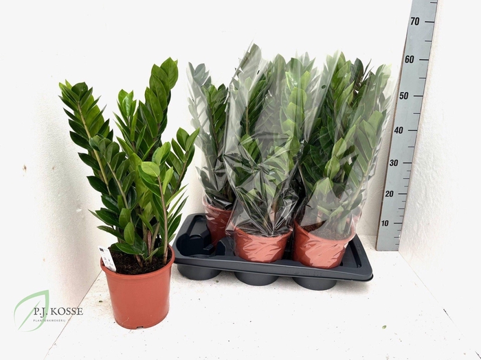 <h4>ZAMIO ZAMIIFOLIA</h4>