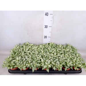 Fittonia  'Mosaic White Forest Fla'