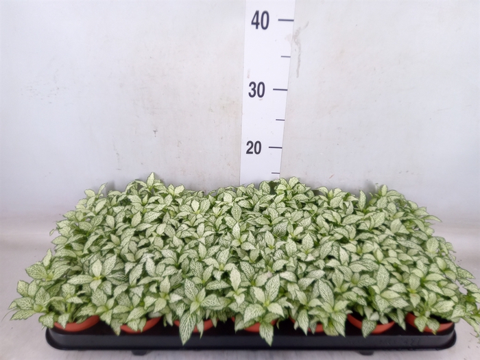 <h4>Fittonia  'Mosaic White Forest Fla'</h4>