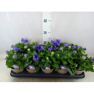 Platycodon grand. 'Astra Blue'