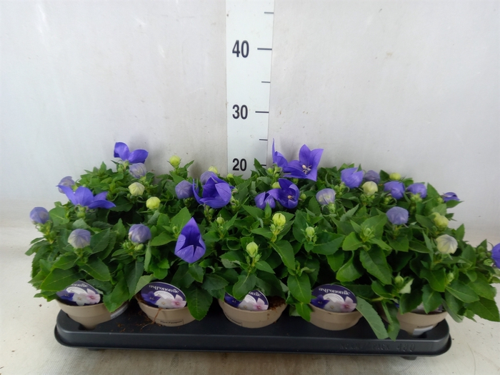 <h4>Platycodon grand. 'Astra Blue'</h4>