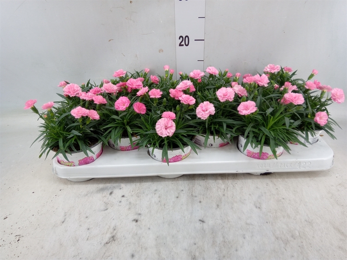 <h4>Dianthus  'I Love U'</h4>