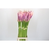 Zantedeschia Eydolls Purple Pink