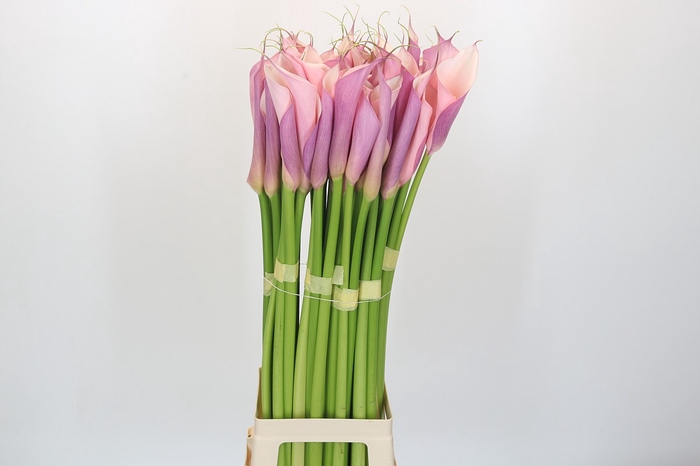 <h4>Zantedeschia Eydolls Purple Pink</h4>