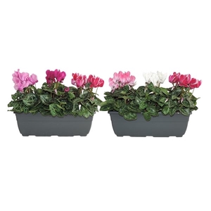 Cyclamen Super Serie Carnaval Balkonbak 27 cm