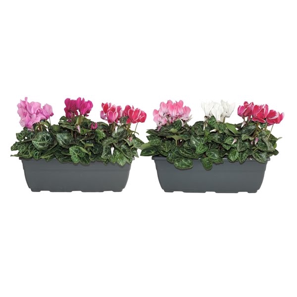 Cyclamen Super Serie Carnaval Balkonbak 27 cm