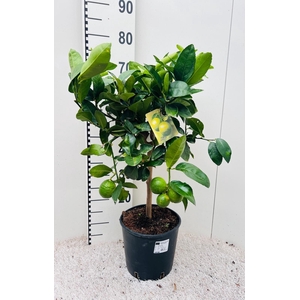 Citrus aurantifolia Lime on stem