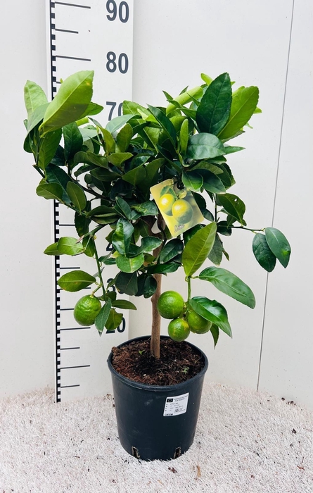 <h4>Citrus aurantifolia Lime on stem</h4>