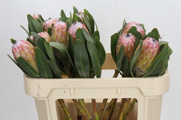 <h4>Protea Susara</h4>