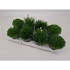 Vaste Planten mix 12 cm