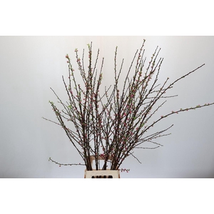 Prunus Triloba Branched