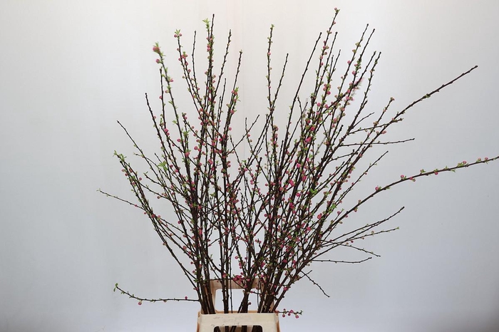 <h4>Prunus Triloba Branched</h4>