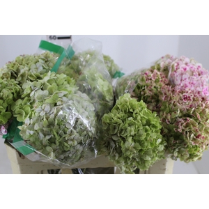 HORTENSIA FORCE CLASSICA 050 CM