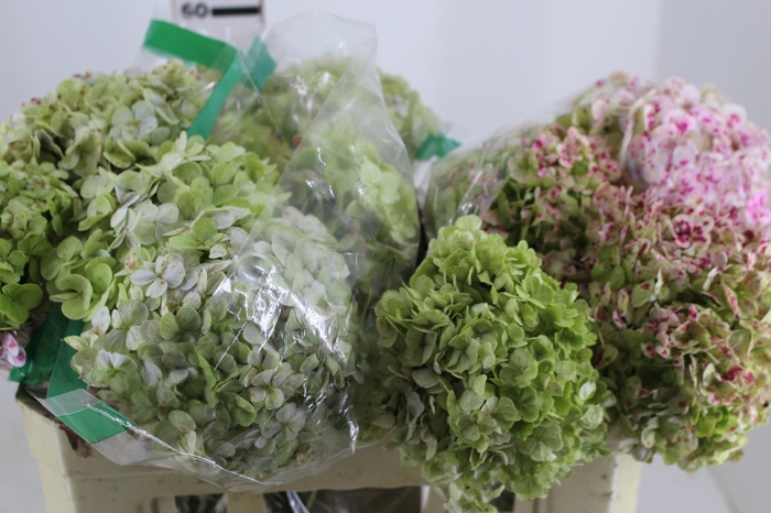 <h4>HORTENSIA FORCE CLASSICA 050 CM</h4>