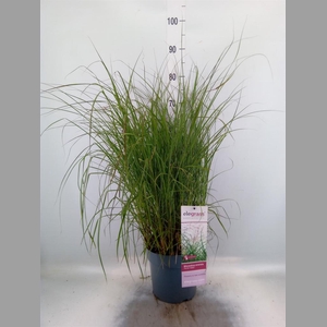 Miscanthus sin. 'Ferner Osten'