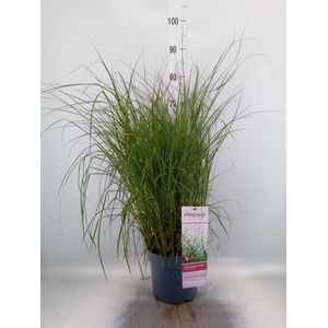 Miscanthus sin. 'Ferner Osten'