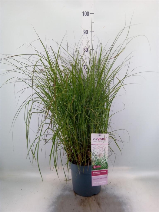 <h4>Miscanthus sin. 'Ferner Osten'</h4>