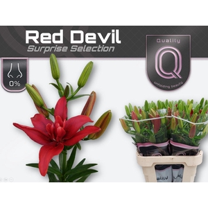 LI LA DU RED DEVIL 5+