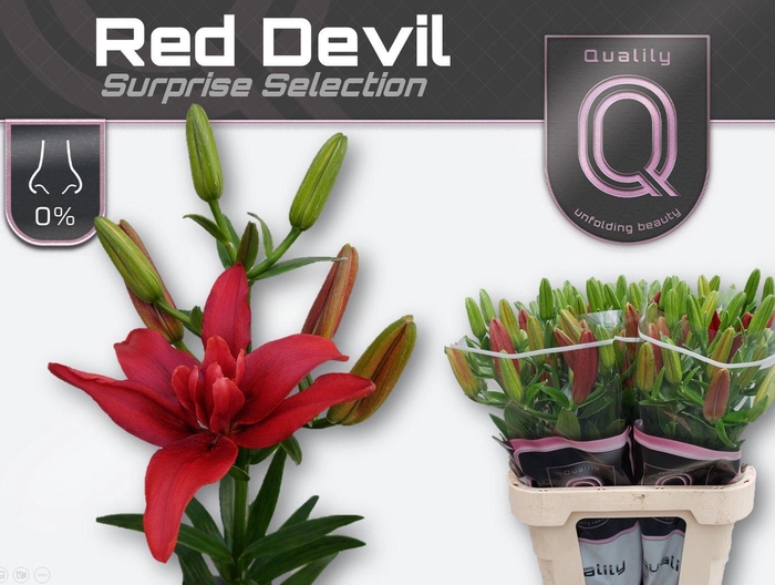 <h4>LI LA DU RED DEVIL 5+</h4>