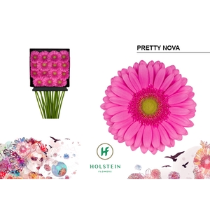 Gerbera Pretty Nova Diamond Per Kaart