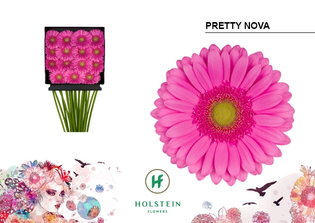 <h4>Gerbera Pretty Nova Diamond Per Kaart</h4>