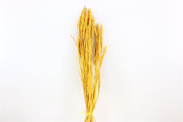 Dried Triticum Bleached Yellow Bunch