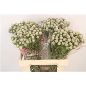 Leucad L Jade Pearl Spray