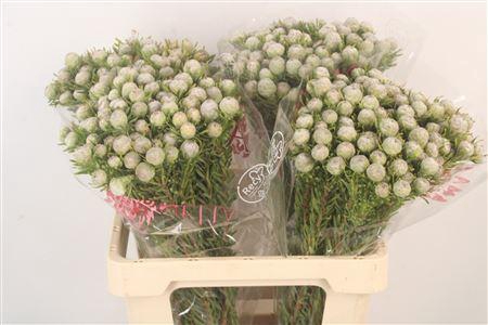 <h4>Leucad L Jade Pearl Spray</h4>