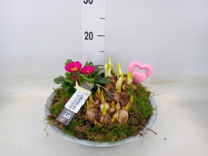 <h4>Arr.    Planten  L%</h4>