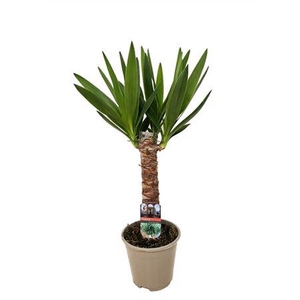 Yucca Enkel Stam 2+